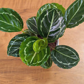 Calathea Green, with 5.5 inches white decor plant